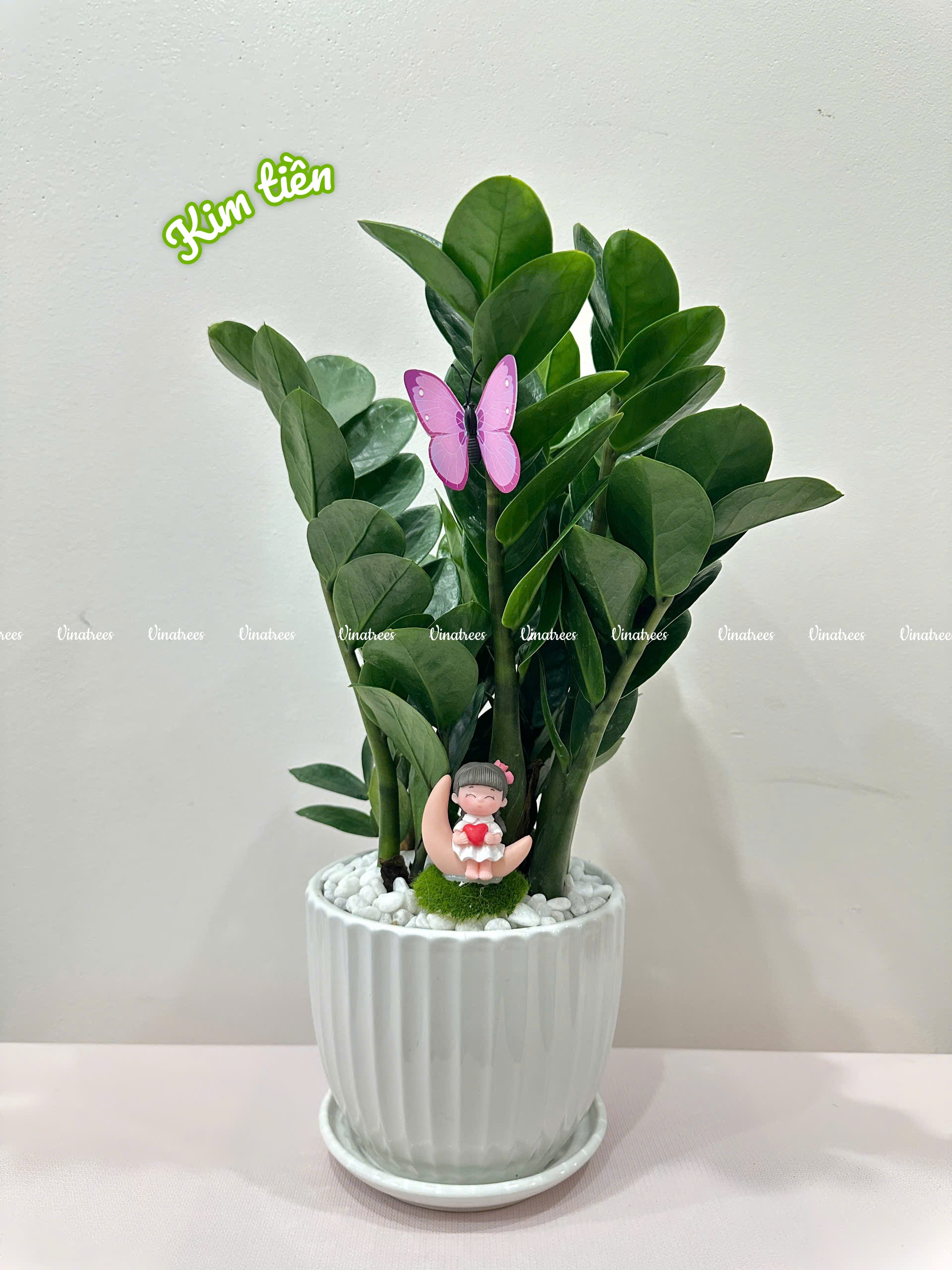 Cây Kim Tiền để bàn giúp thanh lọc không khí cho dân văn phòng _Vinatrees